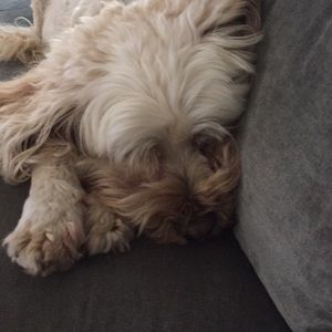 Meet your Posher, Buffy